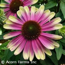 ECHINACEA SWEET SANDIA