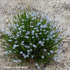 SISYRINCHIUM ANGUSTIFOLIUM