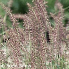 PENNISETUM ORI KARLEY ROSE