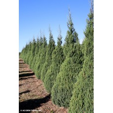 JUNIPERUS CHI MOUNTBATTEN