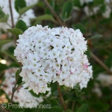 VIBURNUM CARLESII SPICE ISLAND