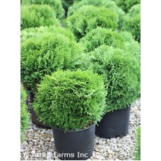 THUJA OCC TOM THUMB
