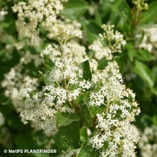 CORNUS RACEMOSA