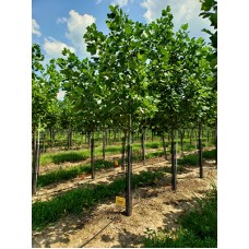 LIRIODENDRON TULIPIFERA