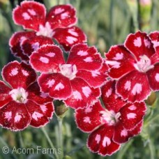 DIANTHUS SPANGLED STAR