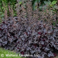 HEUCHERA BLACK PEARL