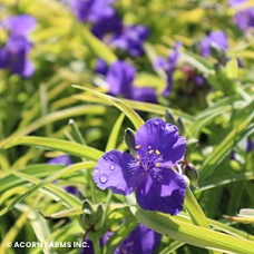 TRADESCANTIA SWEET KATE