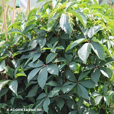 PARTHENOCISSUS QUINQUEFOLIA