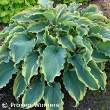 HOSTA VOICES IN THE WIND