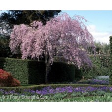 PRUNUS SUB PEN PLENA ROSEA