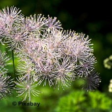 THALICTRUM DASYCARPUM