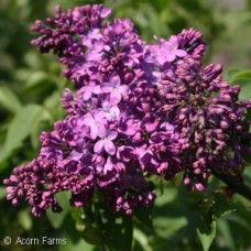 SYRINGA VUL CONGO