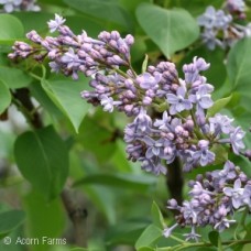 SYRINGA VUL WONDERBLUE