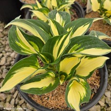HOSTA AMAZONE