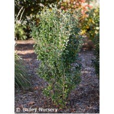 LIGUSTRUM VUL STRAIGHT TALK
