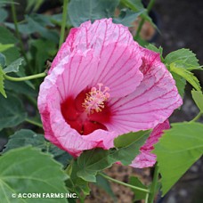 HIBISCUS PEPPERMINT SCHNAPPS