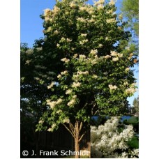 SYRINGA RET IVORY SILK