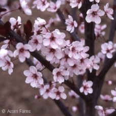 PRUNUS CISTENA BIG CIS