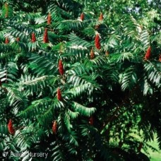 RHUS GLABRA