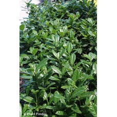 PRUNUS LAU GREEN GOBLET