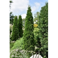 THUJA OCC AMERICAN PILLAR