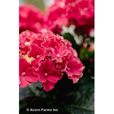 HYDRANGEA MAC FRILL RIDE