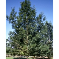 QUERCUS SHUMARDII