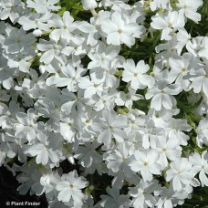 PHLOX SUB WHITE DELIGHT