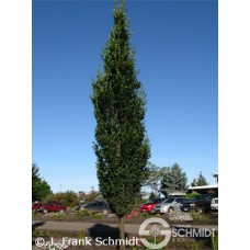 QUERCUS ROB SKINNY GENES
