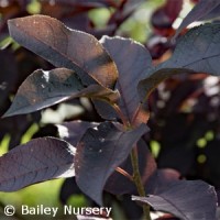PRUNUS VIR SUCKER PUNCH