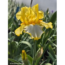 IRIS GER FRINGE OF GOLD