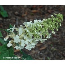 HYDRANGEA QUE ELLEN HUFF