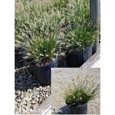 PENNISETUM ALO LITTLE BUNNY