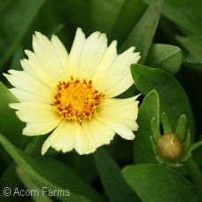 COREOPSIS UPTICK CREAM