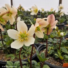 HELLEBORUS HGC JACOB