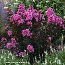 LAGERSTROEMIA SWEET MACCHIATO
