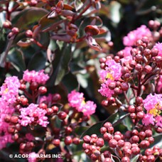 LAGERSTROEMIA DARK ROAST