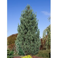 PINUS CEMBRA CHALET