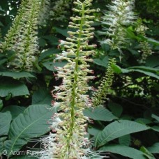 AESCULUS PARVIFLORA