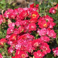 ROSA DRIFT PINK GC
