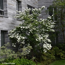 CORNUS RUT CONSTELLATION