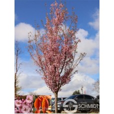 PRUNUS FIRST BLUSH