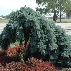 PICEA PUN GLAUCA PENDULA