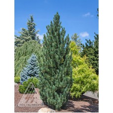 PINUS CEMBRA PRAIRIE STATESMAN