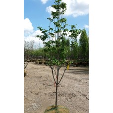 CORNUS HYPERION