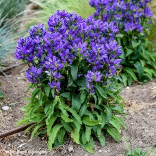CAMPANULA BELLS AND WHISTLES