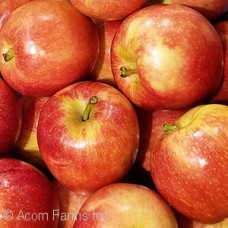 MALUS KINDERKRISP
