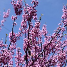CERCIS CAN RISE N SHINE