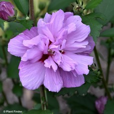 HIBISCUS SYR ARDENS