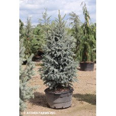 PICEA GLAUCA WHISKY BLUE HILLS